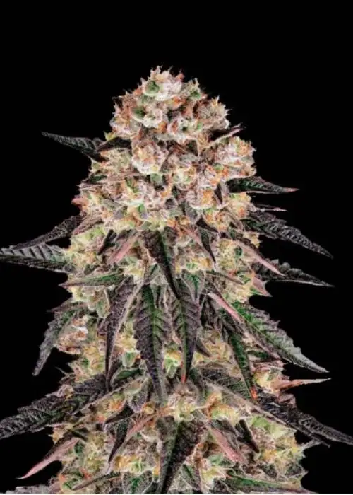 Biscotti Skunk by Quebec Cannabis Seeds QCS, Photoperiod cannabis strain