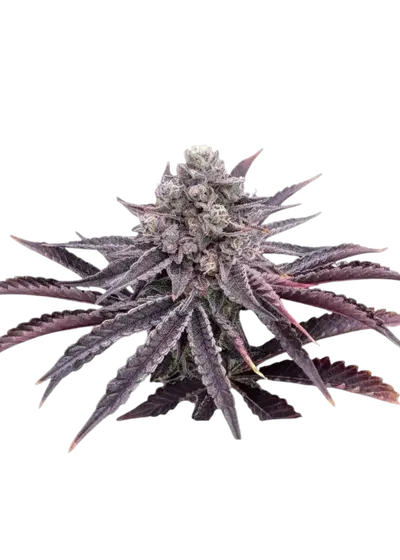 Biscotti x Candy Rain by UKHTA Genetics, Photoperiod cannabis strain