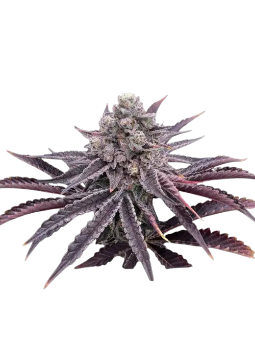 Biscotti x Candy Rain by UKHTA Genetics, Photoperiod cannabis strain