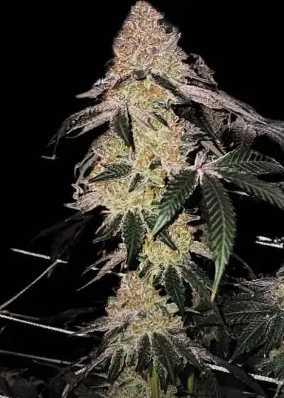 Biscotti x Zuchi by Umami Seed Co, Photoperiod cannabis strain