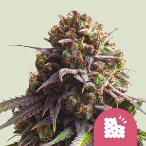 Biscotti by Connected Cannabis Co cannabis strain