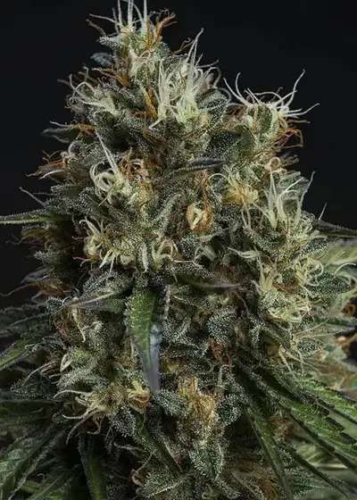 Biscuit Buster by Tropical Seeds Company, Photoperiod cannabis strain
