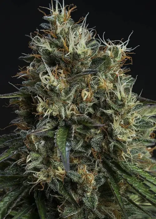 Biscuit Buster by Tropical Seeds Company, Photoperiod cannabis strain