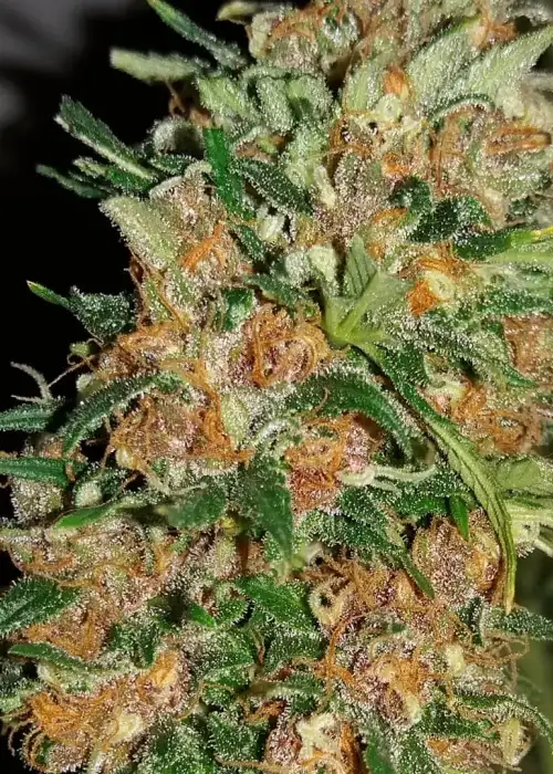Bisho Purple by Tropical Seeds Company, Photoperiod cannabis strain