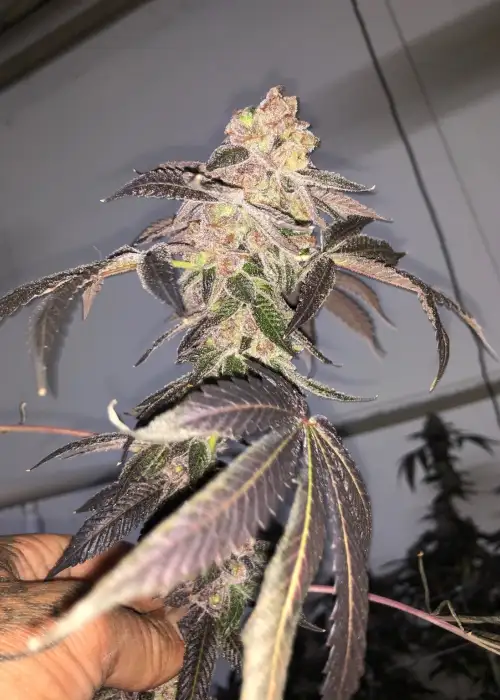 Biskit by Mosca Seeds, Photoperiod cannabis strain