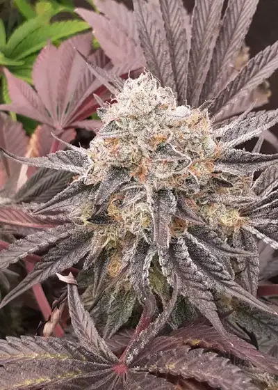 Bisous au THC by The High Chameleon, Photoperiod cannabis strain