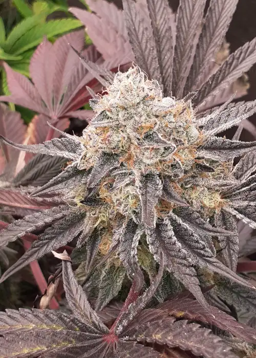 Bisous au THC by The High Chameleon, Photoperiod cannabis strain