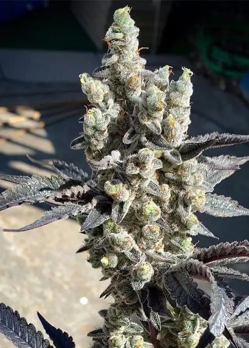 Bitties by Solfire Gardens, Photoperiod cannabis strain