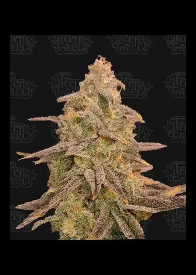 Bizcoff (FKA Bizcoffi) by Terp Treez Co., Photoperiod cannabis strain