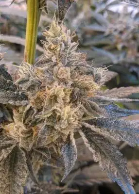 Bizquick by Umami Seed Co, Photoperiod cannabis strain