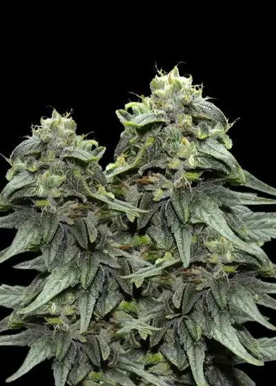 BL4QKFY4H Weed by VIP Seeds, Photoperiod cannabis strain