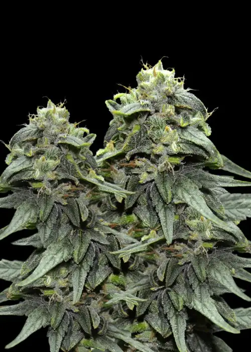 BL4QKFY4H Weed by VIP Seeds, Photoperiod cannabis strain