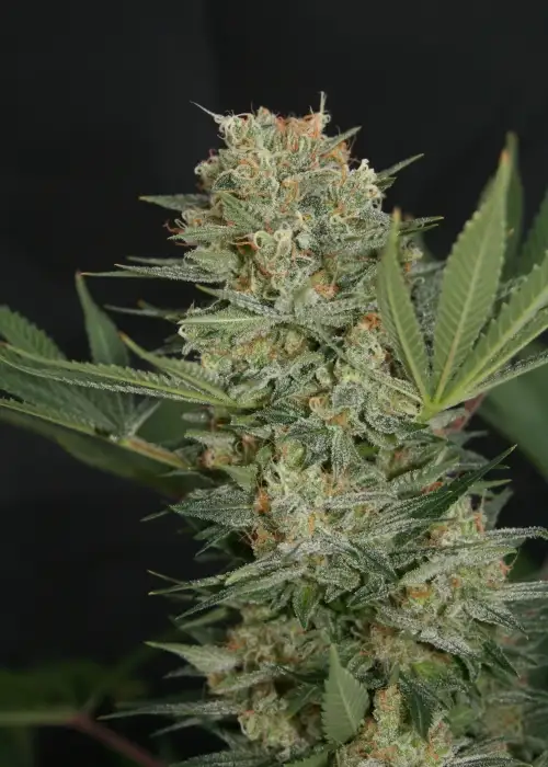 Black Alpha by Lineage Genetics, Photoperiod cannabis strain