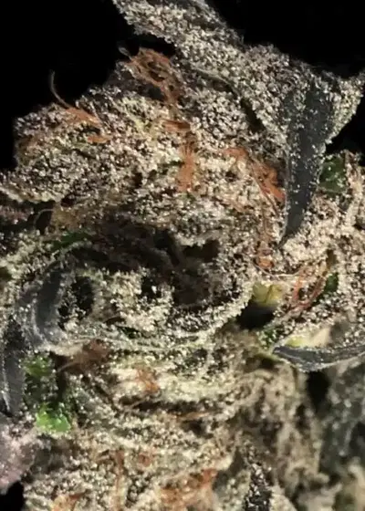 Black Apple Hitchcock by T.H.Seeds, Photoperiod cannabis strain
