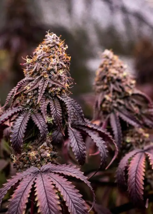 Black Beauty by 7 East Genetics, Photoperiod cannabis strain
