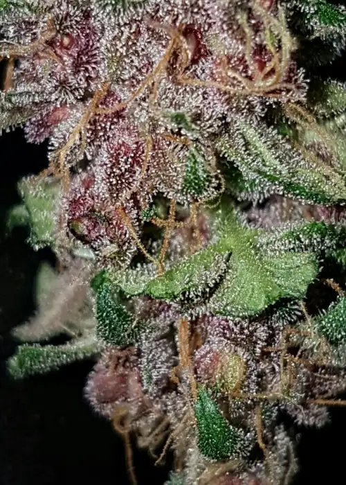 Black Berry Auto by Lineage Genetics, Autoflower cannabis strain