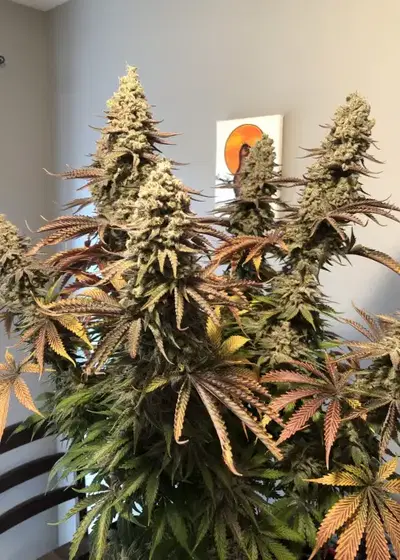 Black Berry Breath by Jordan Of The Islands, Photoperiod cannabis strain