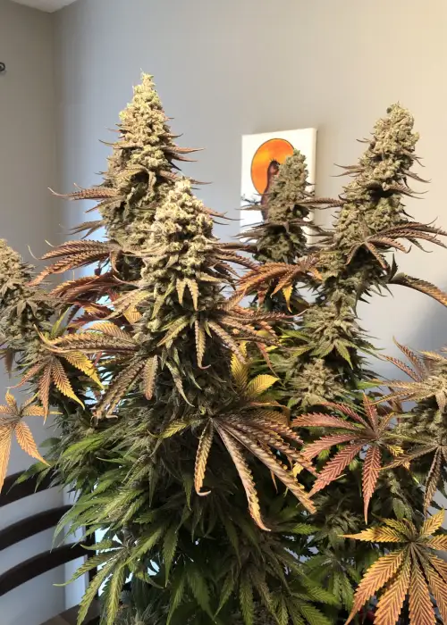 Black Berry Breath by Jordan Of The Islands, Photoperiod cannabis strain