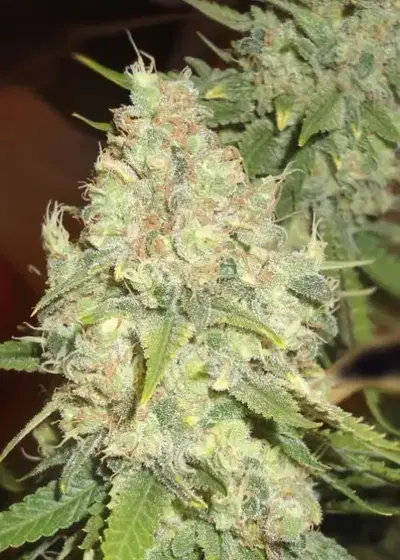 Black Berry OG by Emerald Triangle Seeds, Photoperiod cannabis strain