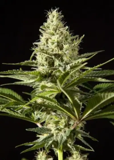 Black Bomb by Philosopher Seeds, Photoperiod cannabis strain