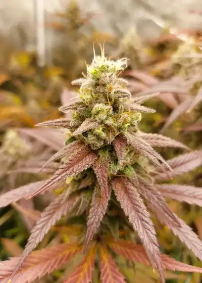 Black Cali Grapes by Jordan Of The Islands, Photoperiod cannabis strain