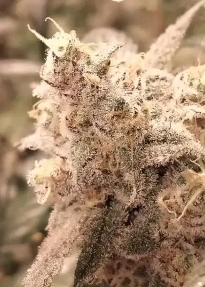 Black Candyland by Jordan Of The Islands, Photoperiod cannabis strain