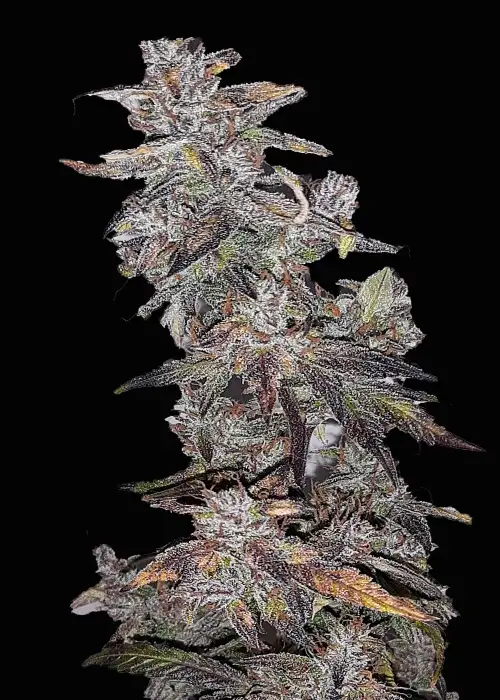 Black Caviar Automatic by Club Riot Seeds, Autoflower cannabis strain