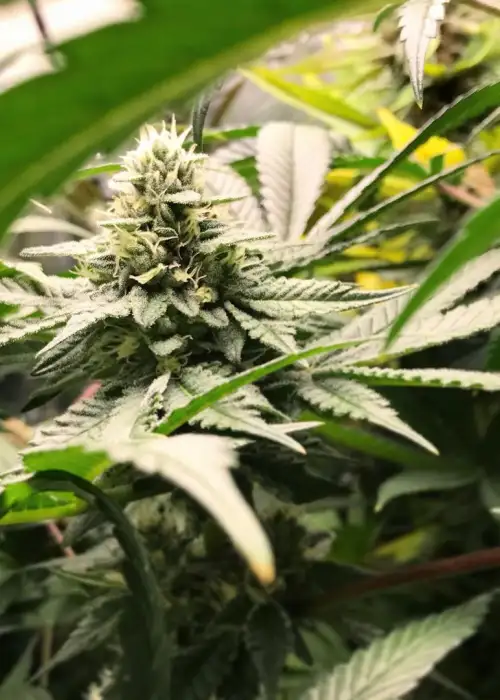 Black Cheese by 3rd Coast Genetics, Photoperiod cannabis strain