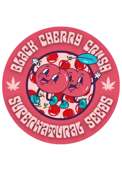 Black Cherry Crush by Super Natural Seeds, Photoperiod cannabis strain