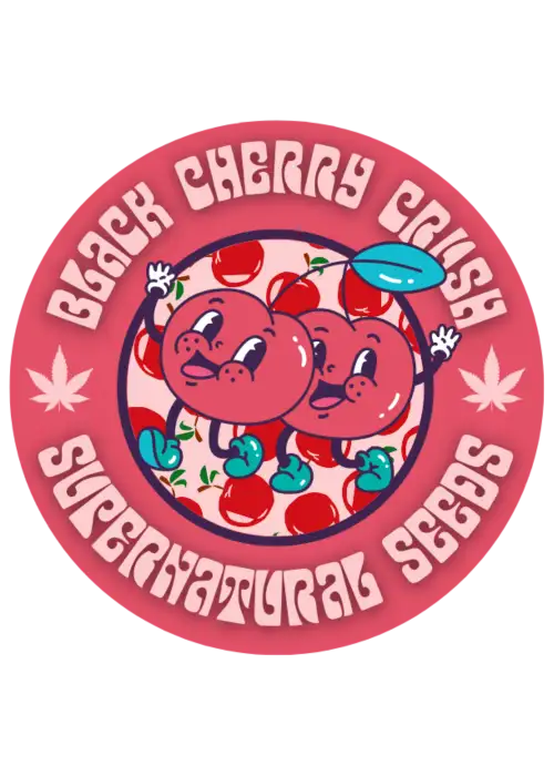 Black Cherry Crush by Super Natural Seeds, Photoperiod cannabis strain