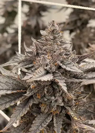 Black Cherry Gas by Relentless Genetics, Photoperiod cannabis strain