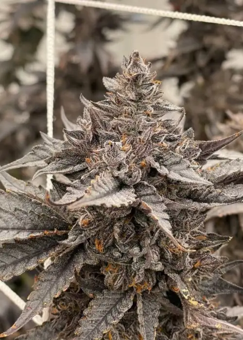 Black Cherry Gas by Relentless Genetics, Photoperiod cannabis strain