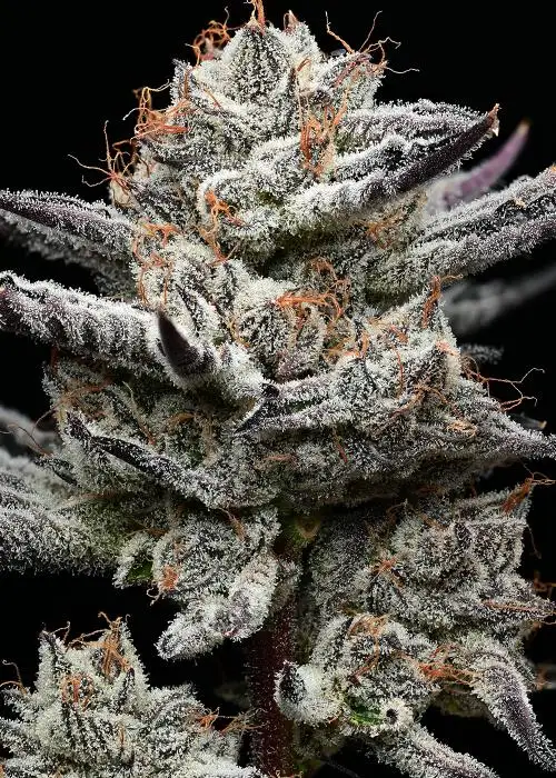 Black Cherry Gushers by Barney's Farm, Photoperiod cannabis strain