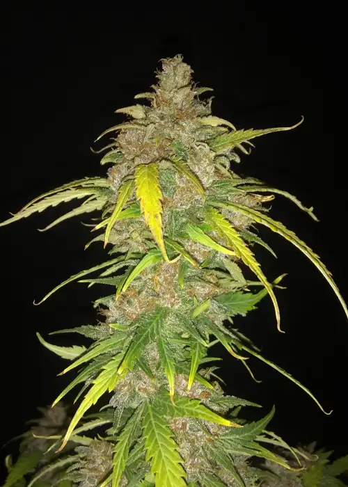 Black Cherry Pebbles Auto by Wicked Pissah Seeds, Autoflower cannabis strain