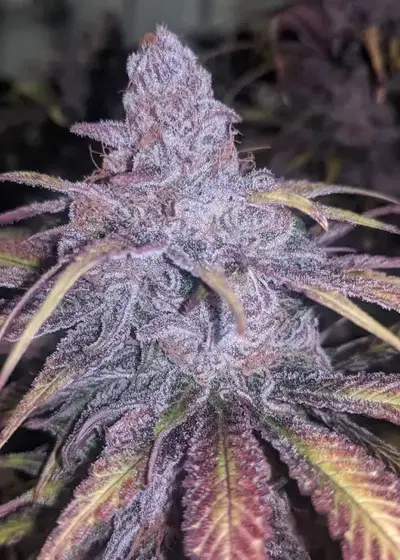 Black Cherry Punch by Pyramid Seeds, Photoperiod cannabis strain