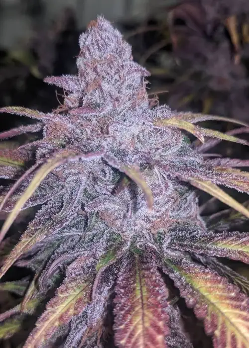 Black Cherry Punch by Pyramid Seeds, Photoperiod cannabis strain