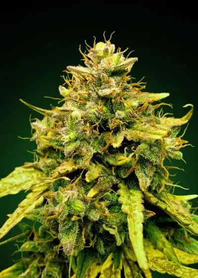 Black Cookies Feminized by Seeds Mafia, Photoperiod cannabis strain