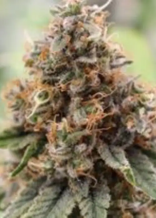 Black Cotton by Jordan Of The Islands, Photoperiod cannabis strain