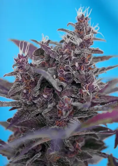 Black Cream Auto® by Sweet Seeds, Autoflower cannabis strain