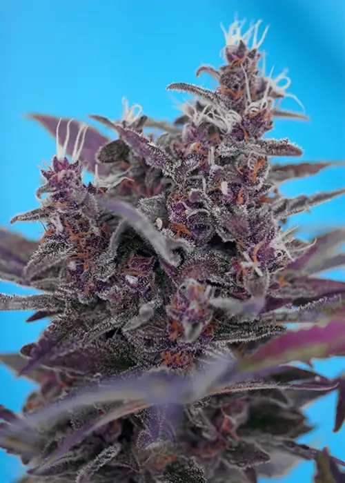 Black Cream Auto® by Sweet Seeds, Autoflower cannabis strain