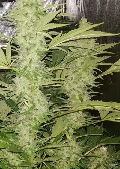 Black Devils Og by Lineage Genetics, Photoperiod cannabis strain