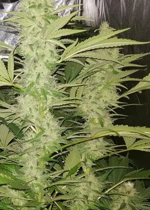 Black Devils Og by Lineage Genetics, Photoperiod cannabis strain