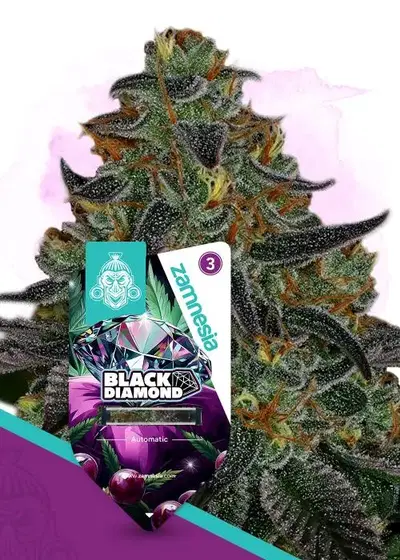 Black Diamond Automatic by Zamnesia Seeds, Autoflower cannabis strain