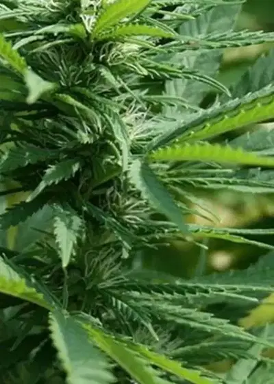 Black Diamond by Zamnesia Seeds, Photoperiod cannabis strain