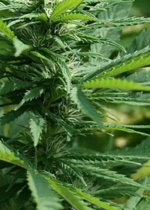 Black Diamond by Zamnesia Seeds, Photoperiod cannabis strain