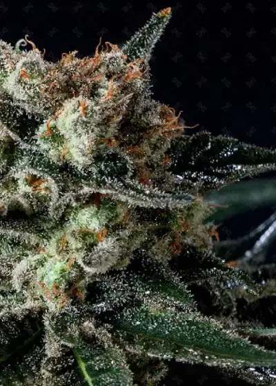 Black Diesel by Genofarm, Photoperiod cannabis strain