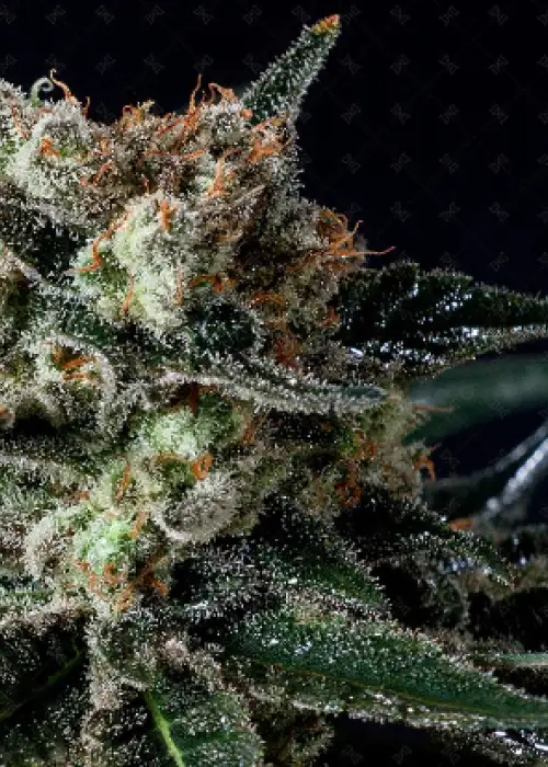 Black Diesel by Genofarm, Photoperiod cannabis strain