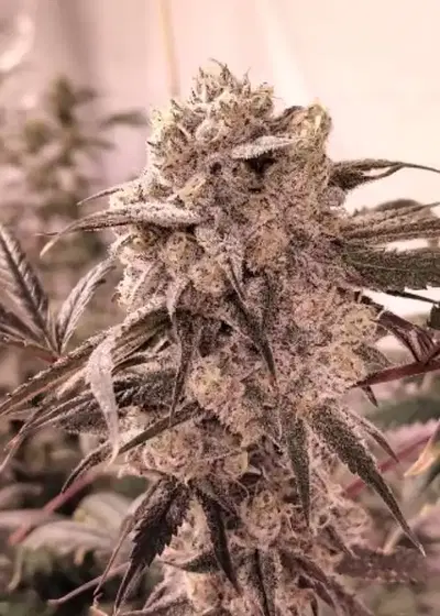Black Do-lato by Jordan Of The Islands, Photoperiod cannabis strain