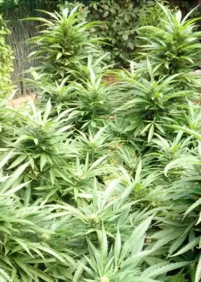 Black Domina Auto by Herbies USA Express, Autoflower cannabis strain