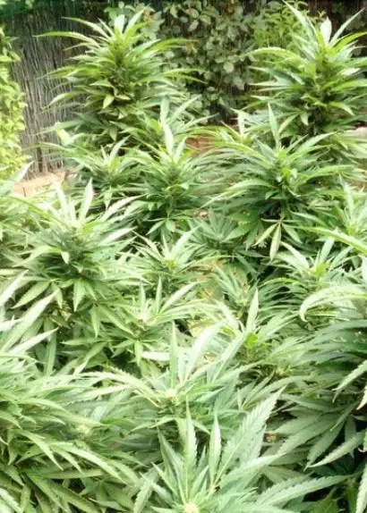 Black Domina Auto by Herbies USA Express, Autoflower cannabis strain